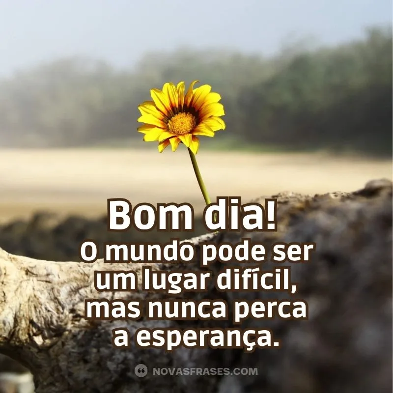 Bom dia, não perca a esperança