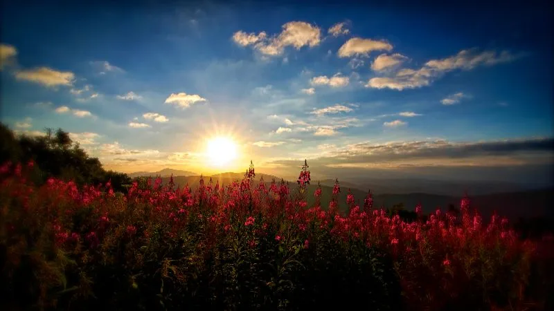 Feliz Domingo: 50 frases para um dia abençoado