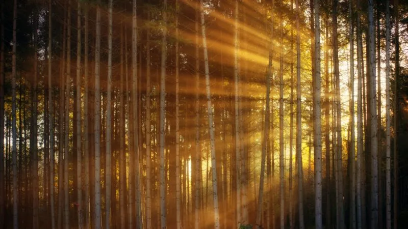 Bom dia, Quinta-feira abençoada: 55 frases com imagens