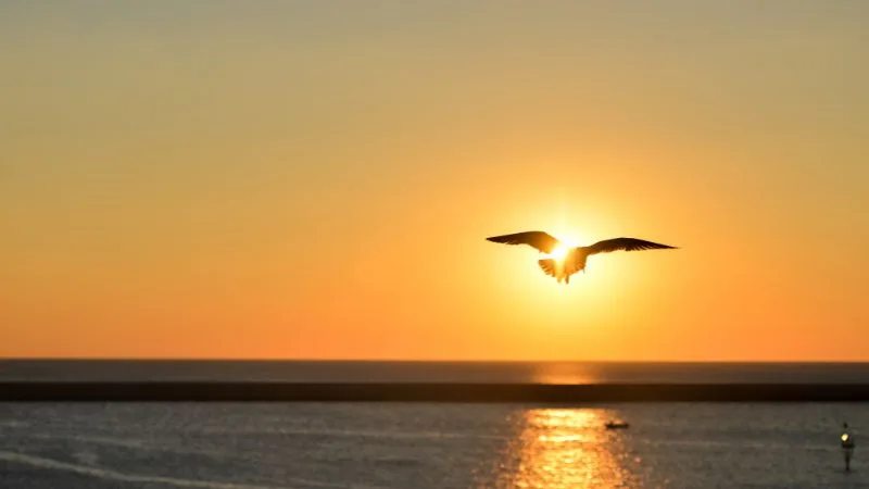 Bom dia, Terça-feira abençoada: 55 frases com imagens