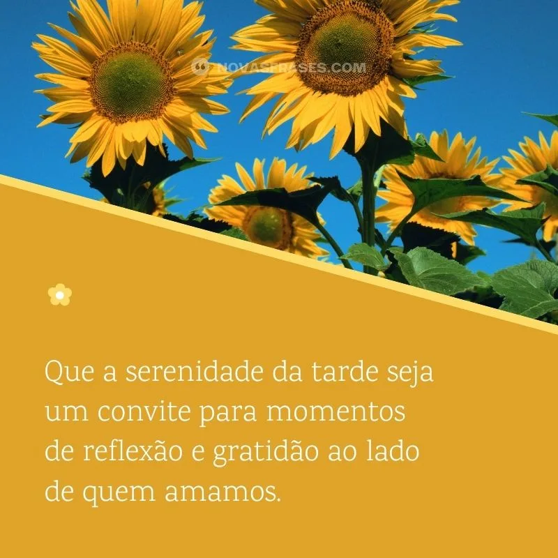 frases boa tarde