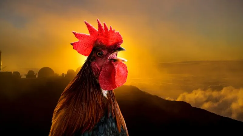40 mensagens de bom dia com imagens