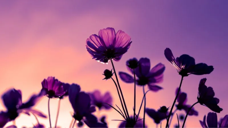 35 frases de feliz aniversário para sogra