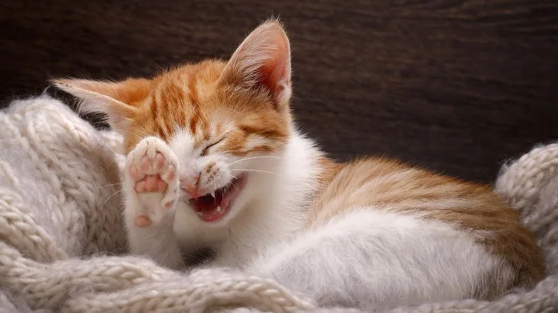 Dia da mentira: 30 frases engraçadas de primeiro de abril