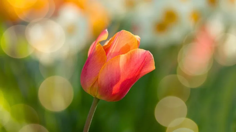 Boa noite, Terça-feira: 35 mensagens para o dia terminando