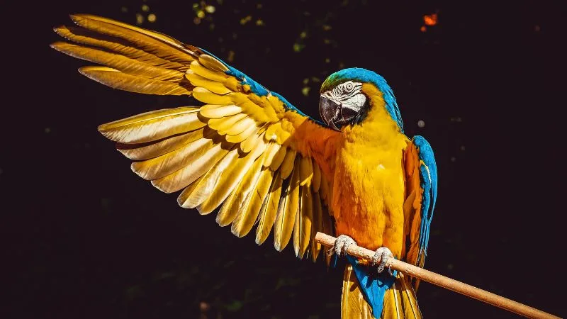 Boa tarde, Domingo: 35 mensagens com imagens