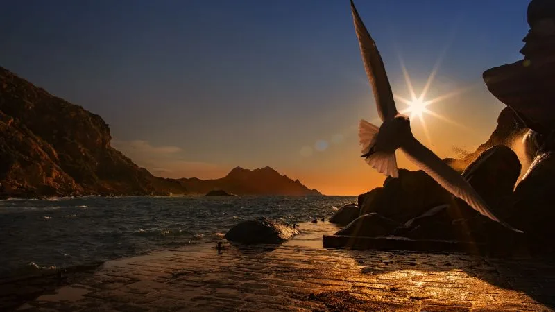 Boa tarde, Quarta-feira: 35 mensagens com imagens