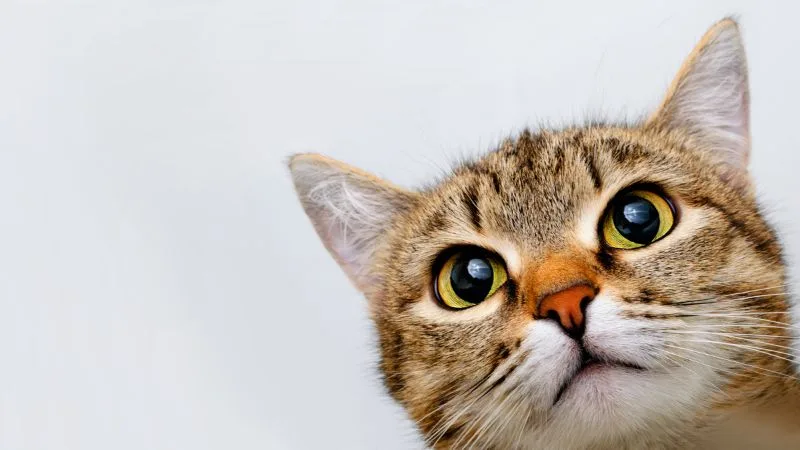 Dia do Gato: 20 mensagens fofas e divertidas