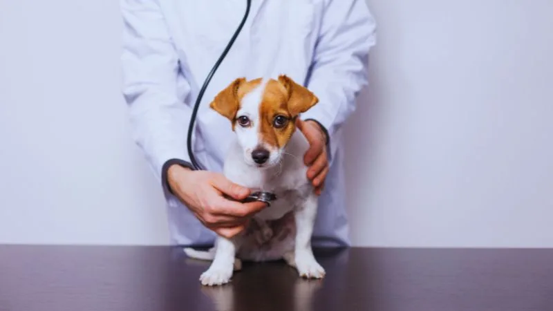 Dia do Veterinário: 25 frases para quem cuida dos animais