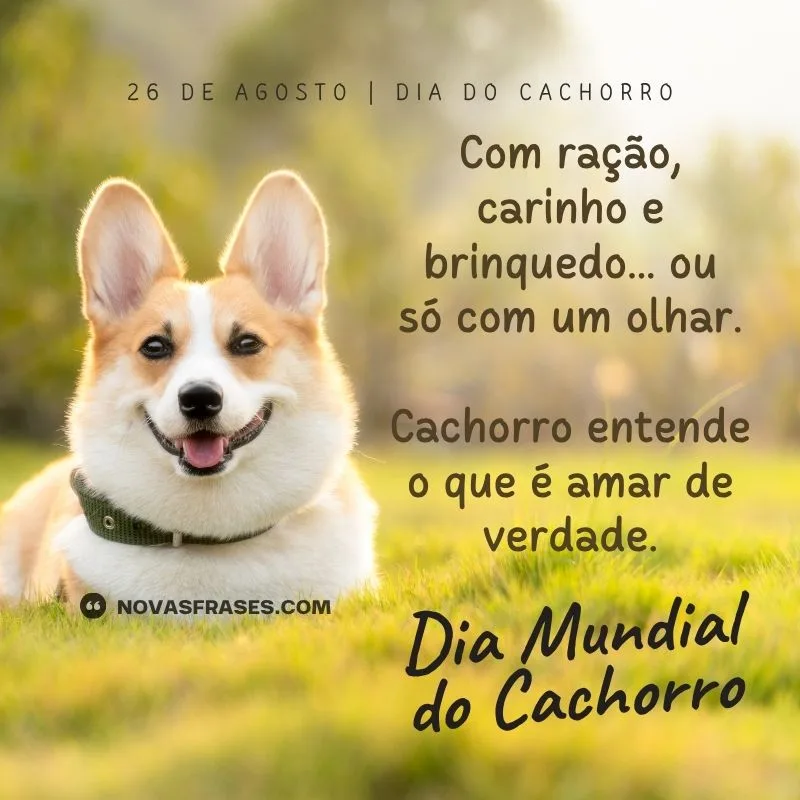 dia mundial do cachorro