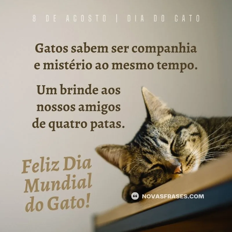 dia mundial do gato