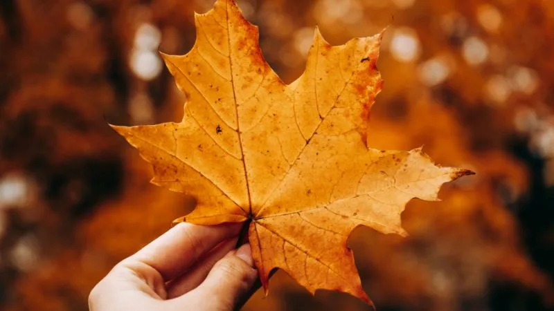 Bem-vindo, Outubro: 40 frases para um mês de outubro abençoado