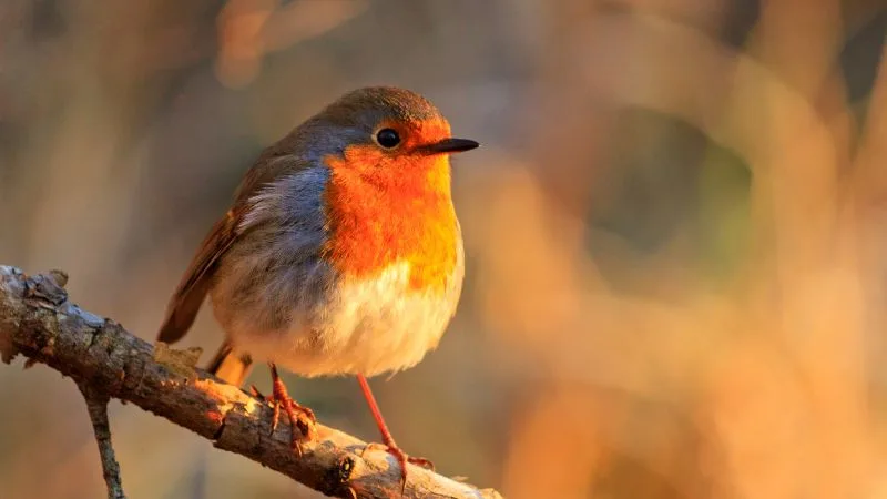 Bom dia, Quinta-feira com 50 mensagens e imagens