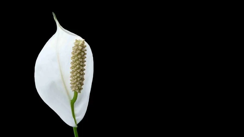 Luto pela minha avó: 30 mensagens de amor eterno