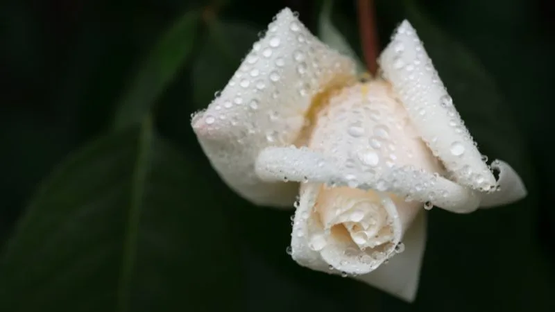 Luto por uma irmã: 30 mensagens de saudade eterna