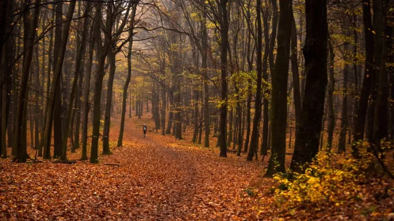 Bem-vindo, Novembro: 40 frases para um mês de novembro de luz