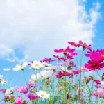 mensagem-de-bom-dia 1