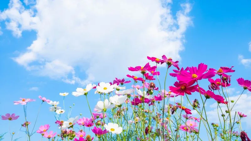 Bom dia: 60 mensagens para inspirar seu amanhecer